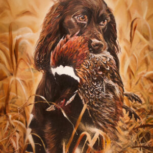 Working Spaniel